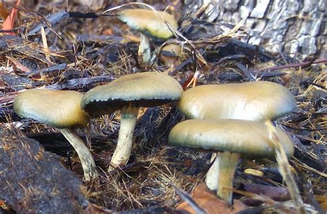 allenii mushroom|Psilocybe allenii Identification: Characteristics, Habitat, and Look。